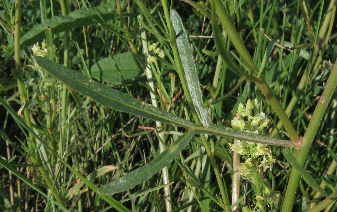 Image of Reseda lutea specimen.