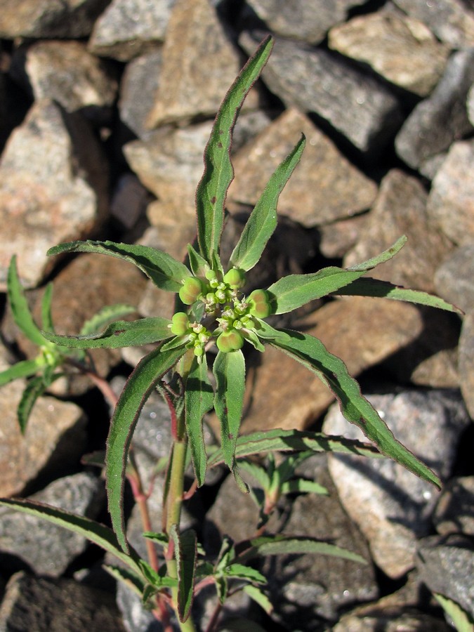 Изображение особи Euphorbia davidii.