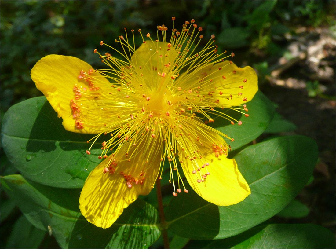 Изображение особи Hypericum calycinum.