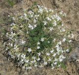 Dianthus volgicus