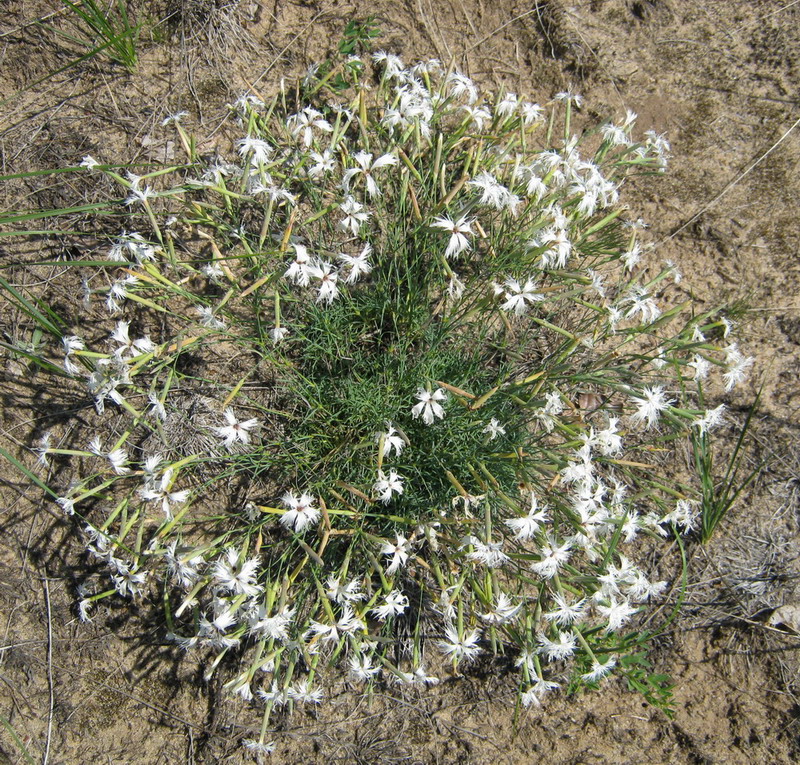 Image of Dianthus volgicus specimen.