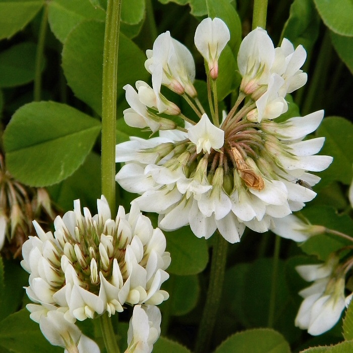 Image of Trifolium repens specimen.