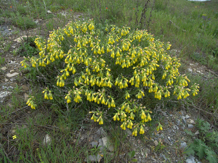 Image of Onosma taurica specimen.