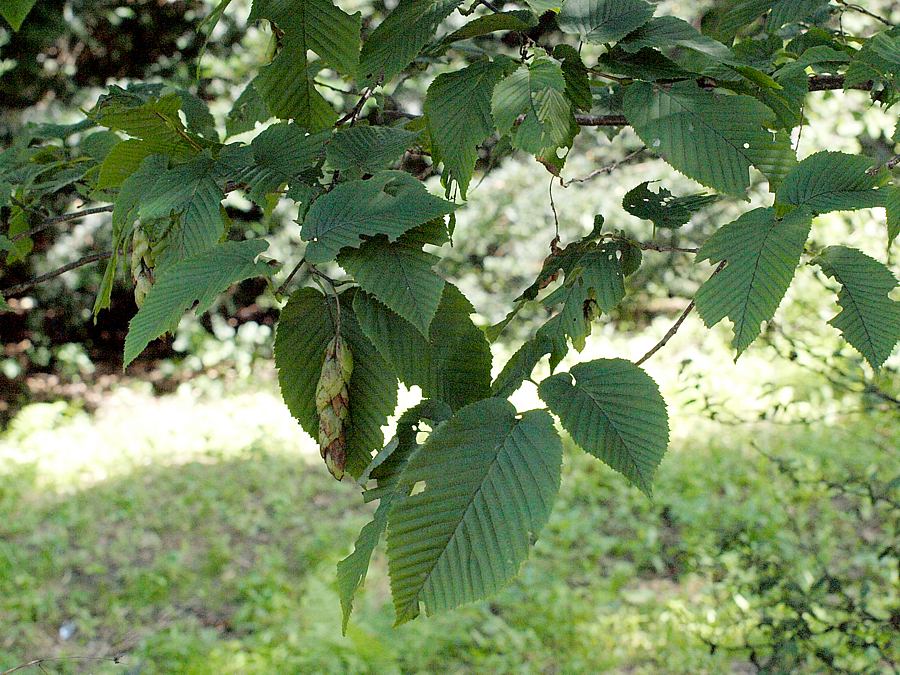 Изображение особи Carpinus cordata.