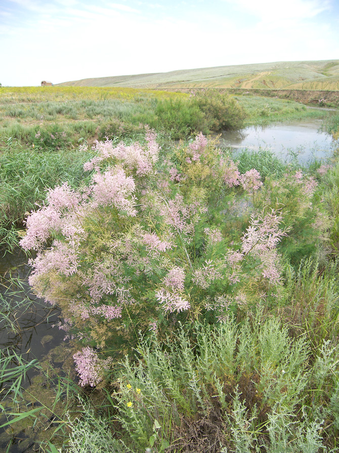 Image of Tamarix ramosissima specimen.