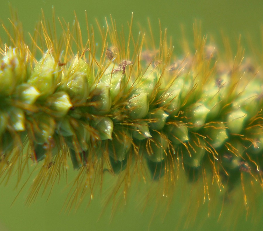 Image of Setaria pumila specimen.