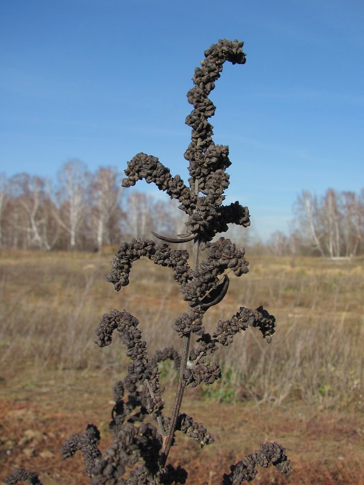 Image of Atriplex patens specimen.