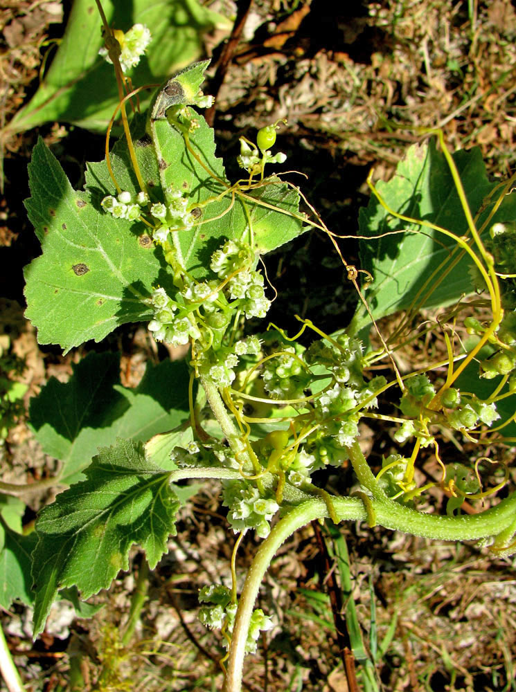 Image of genus Cuscuta specimen.