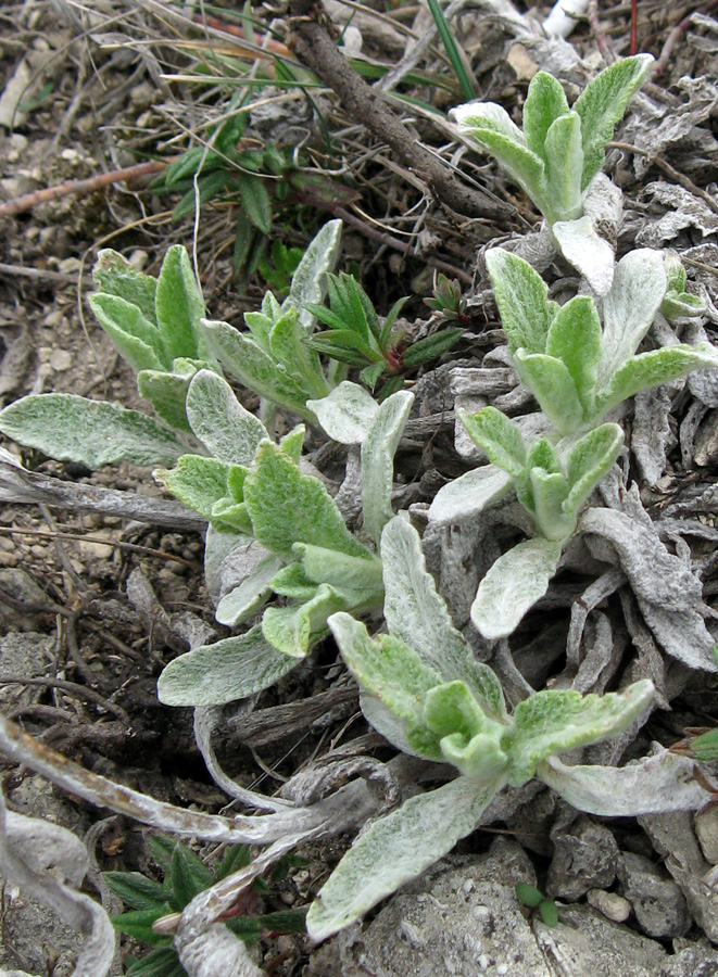 Image of Sideritis taurica specimen.