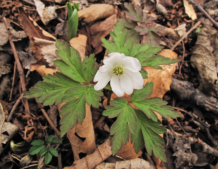 Image of Anemone amurensis specimen.