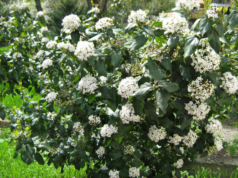 Image of Viburnum tinus specimen.