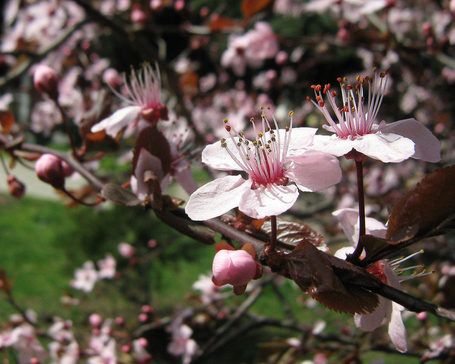 Image of Prunus cerasifera var. pissardii specimen.