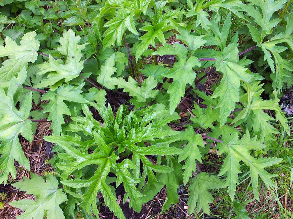 Image of genus Heracleum specimen.