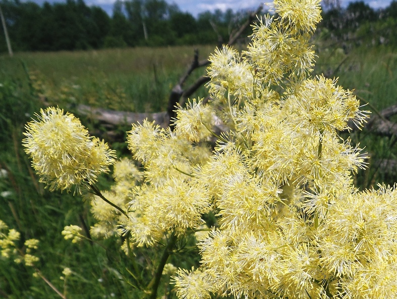 Изображение особи Thalictrum lucidum.