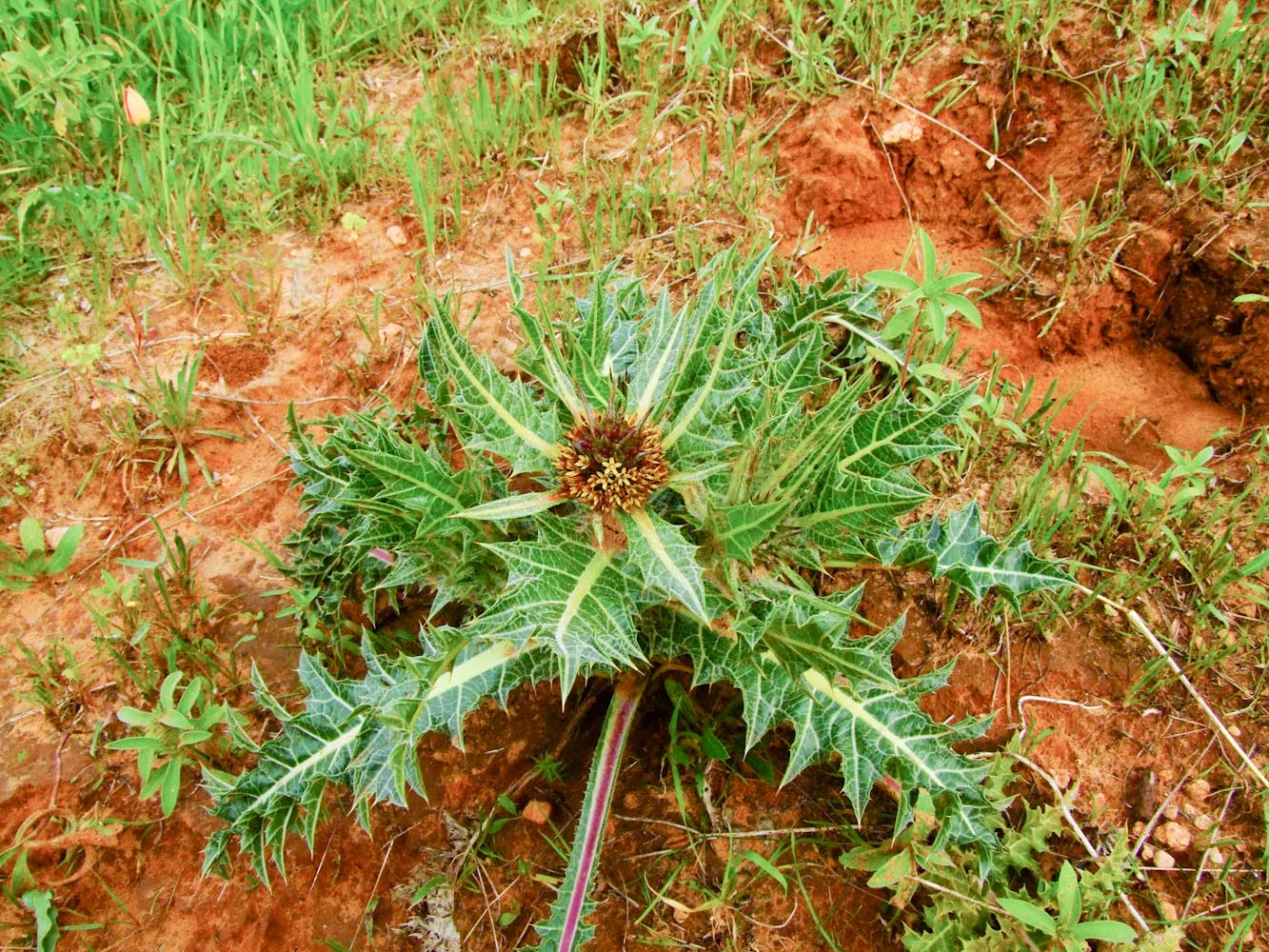 Image of Gundelia tournefortii specimen.