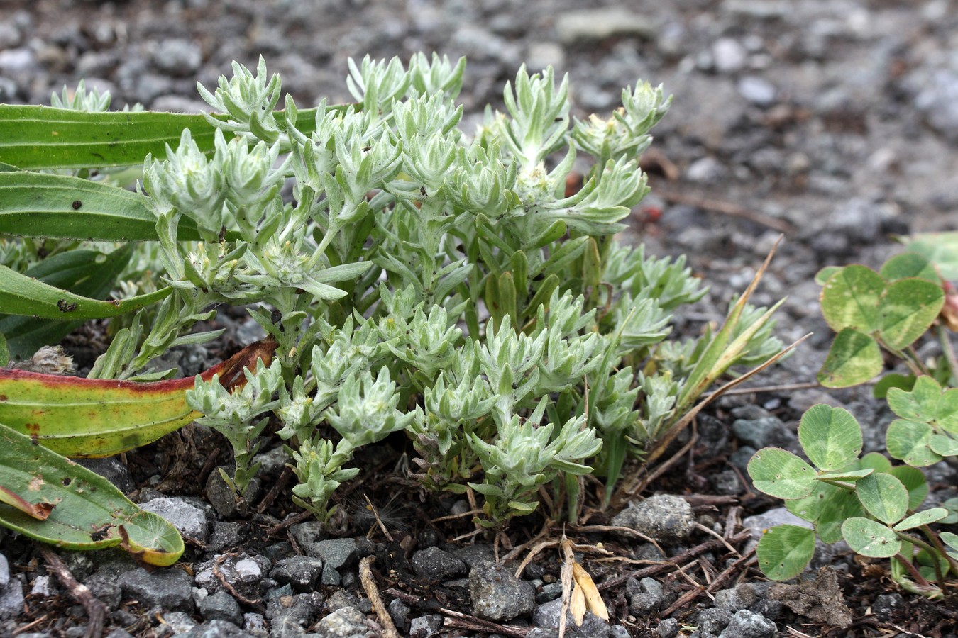 Image of Filago pyramidata specimen.