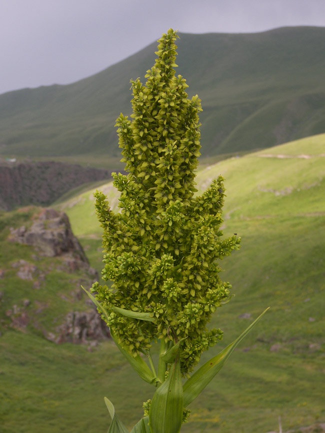 Image of Veratrum lobelianum specimen.