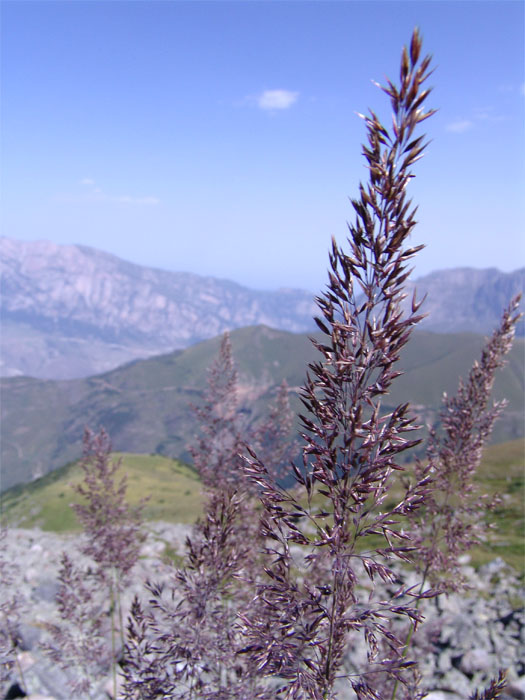 Image of Calamagrostis caucasica specimen.