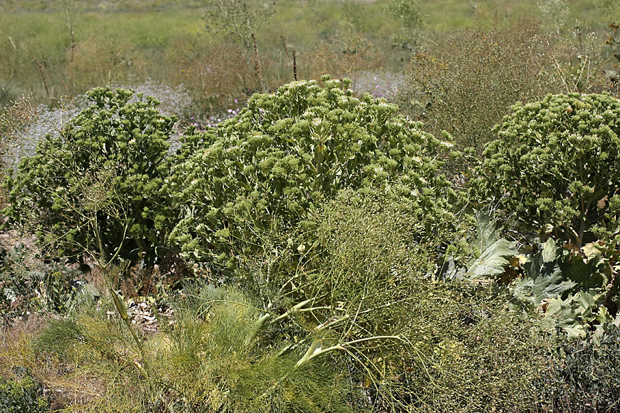 Image of Cousinia triflora specimen.