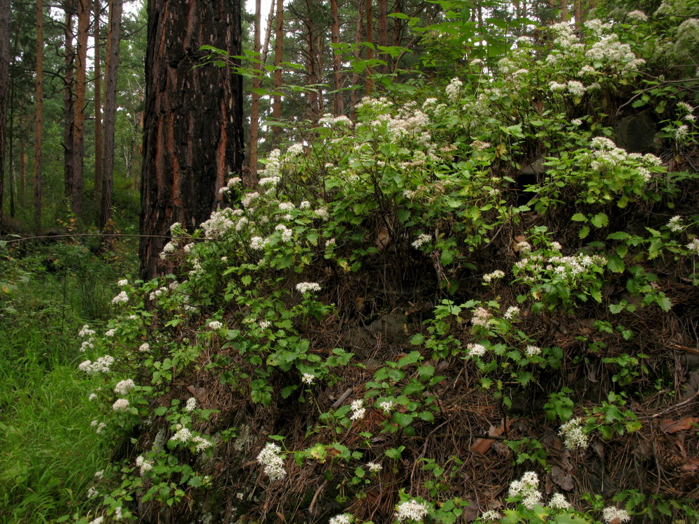 Image of Hylotelephium populifolium specimen.