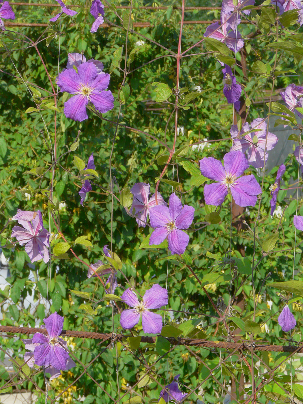 Изображение особи Clematis &times; jackmanii.