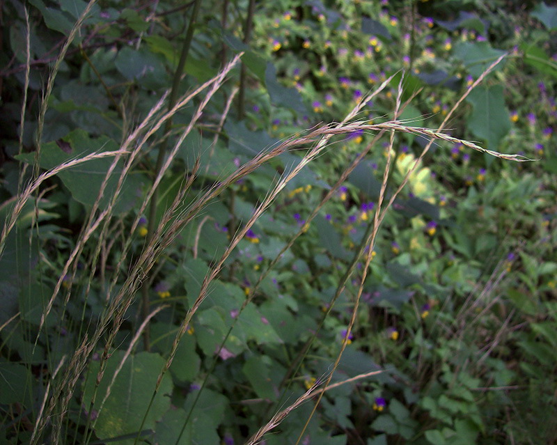 Изображение особи Elymus caninus.