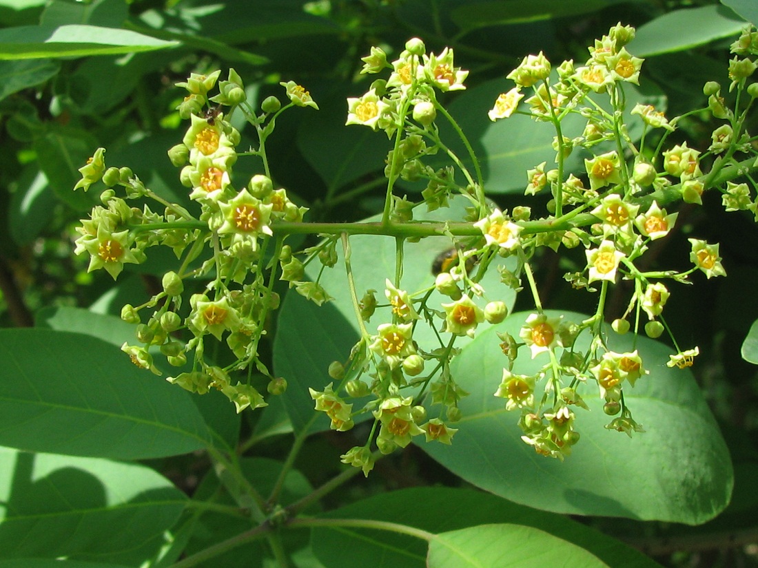 Изображение особи Cotinus coggygria.