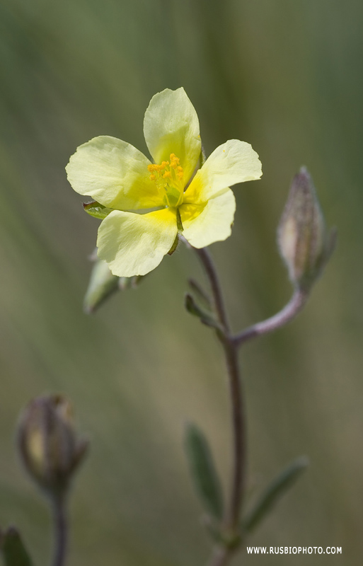 Image of genus Helianthemum specimen.