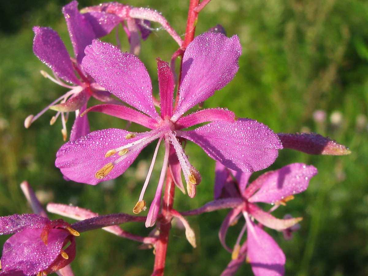 Изображение особи Chamaenerion angustifolium.