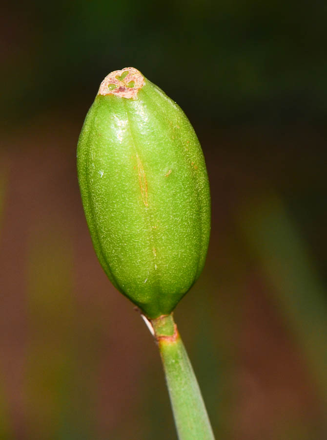 Изображение особи Dietes grandiflora.