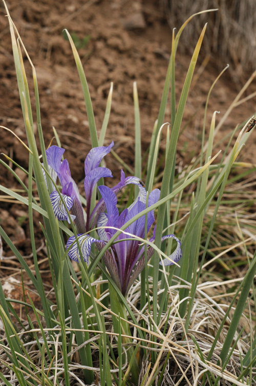 Image of Iris loczyi specimen.