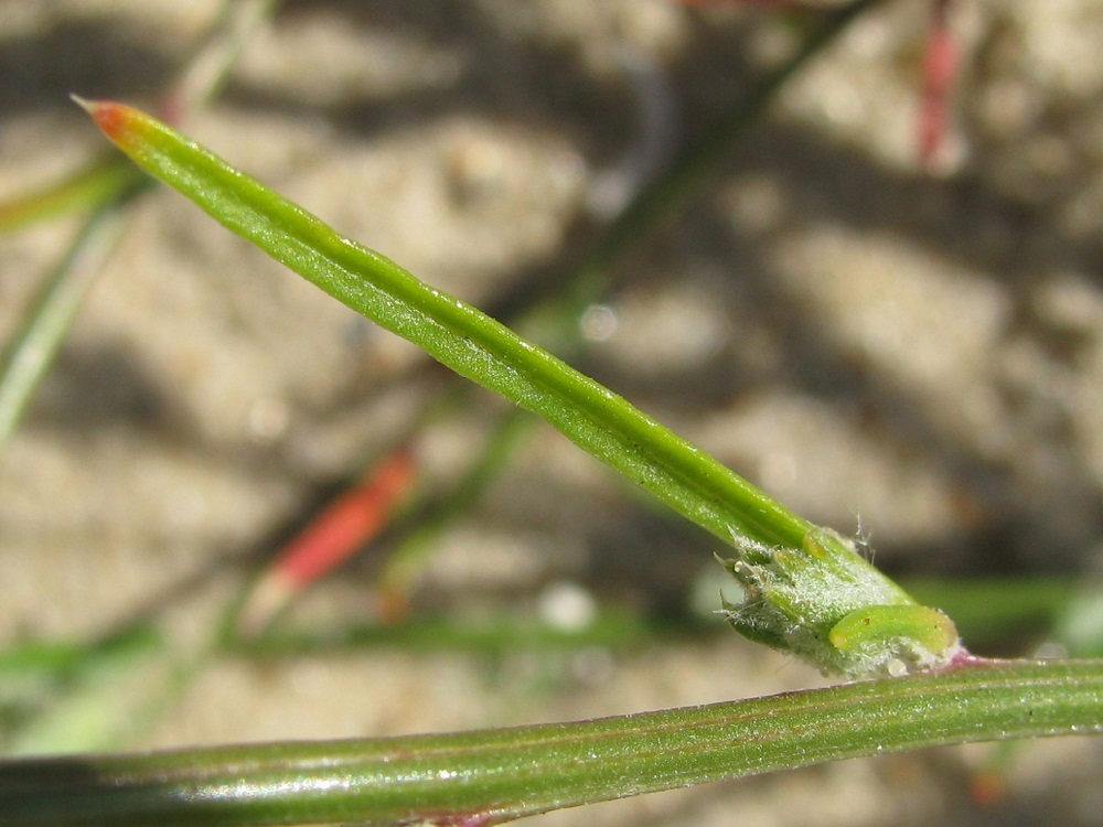 Image of Corispermum borysthenicum specimen.