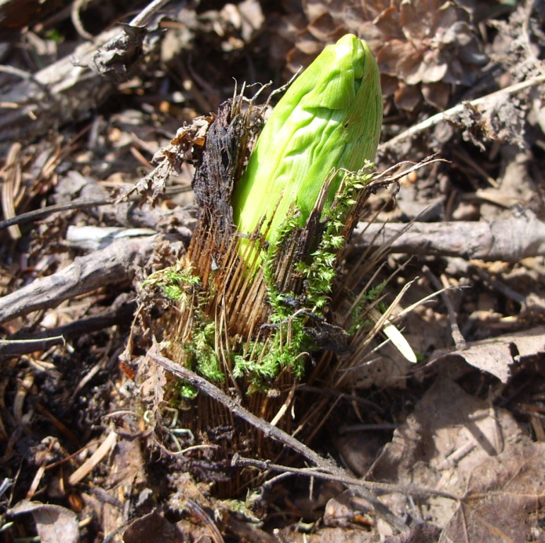 Image of genus Veratrum specimen.