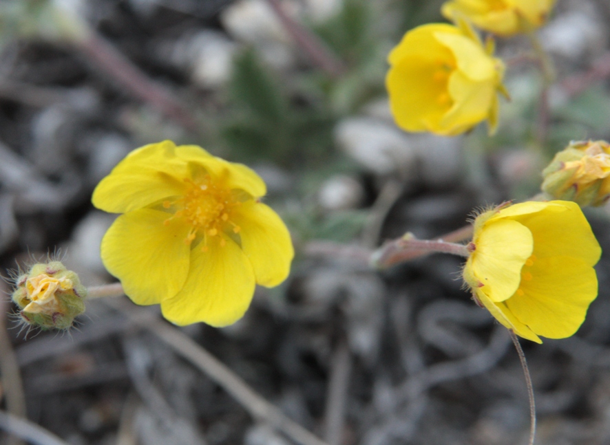 Image of Potentilla arenosa specimen.