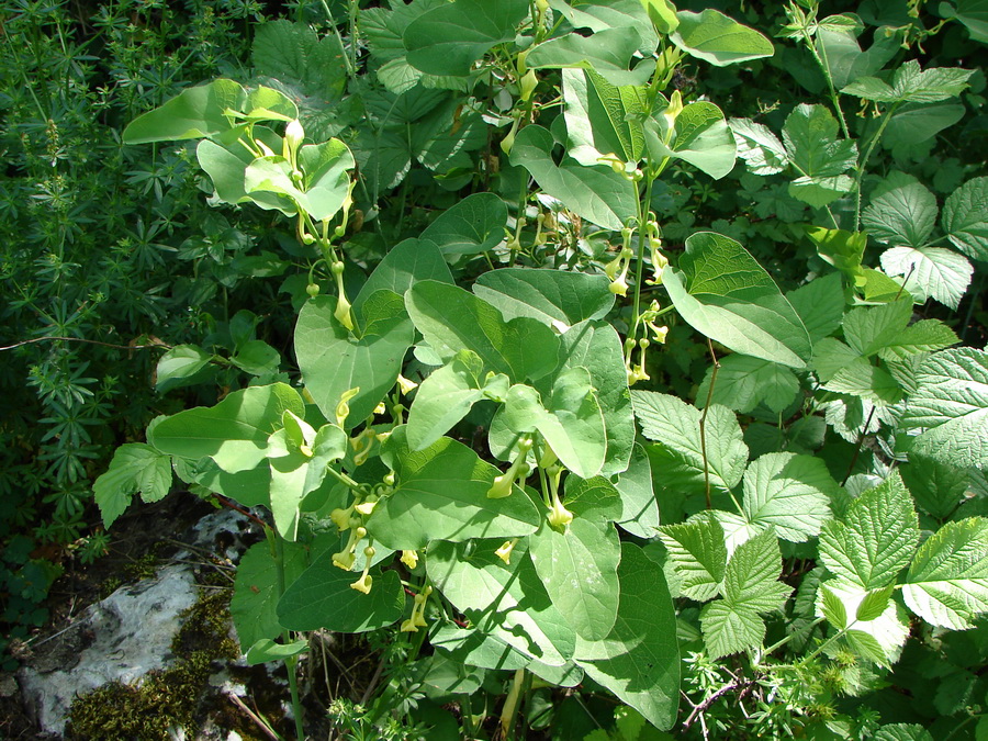 Image of Aristolochia clematitis specimen.