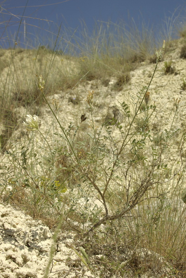 Image of Astragalus glaucus specimen.