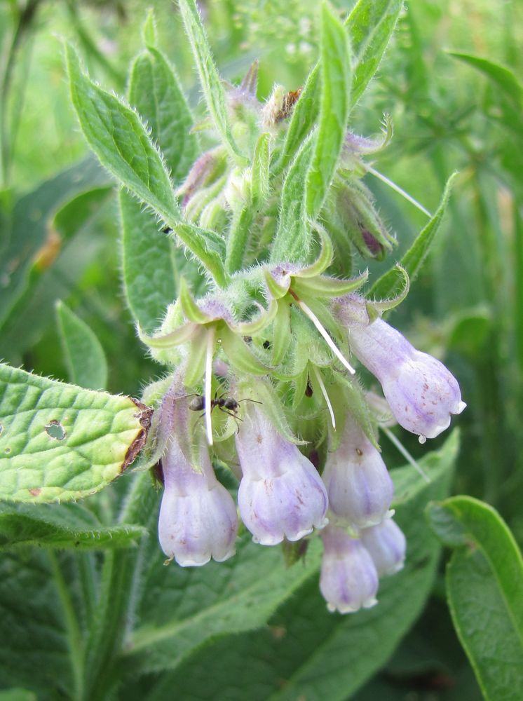 Image of Symphytum officinale specimen.