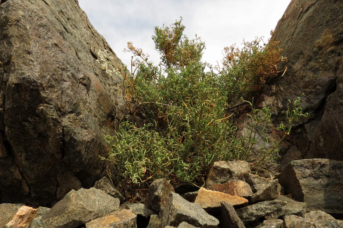 Image of Ephedra distachya specimen.