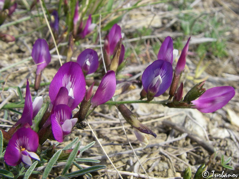 Image of Astragalus subuliformis specimen.