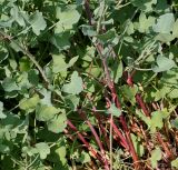 Rumex scutatus. Основания побегов. Германия, г. Krefeld, Ботанический сад. 08.06.2013.