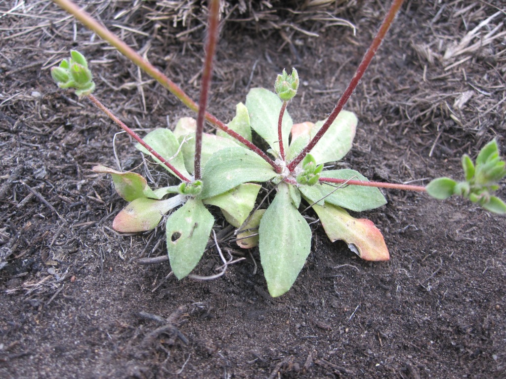 Image of Androsace maxima specimen.