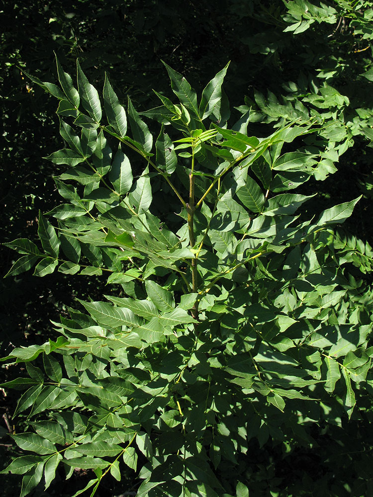 Image of Fraxinus excelsior specimen.