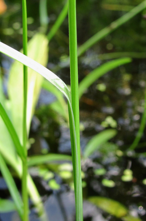 Image of genus Carex specimen.