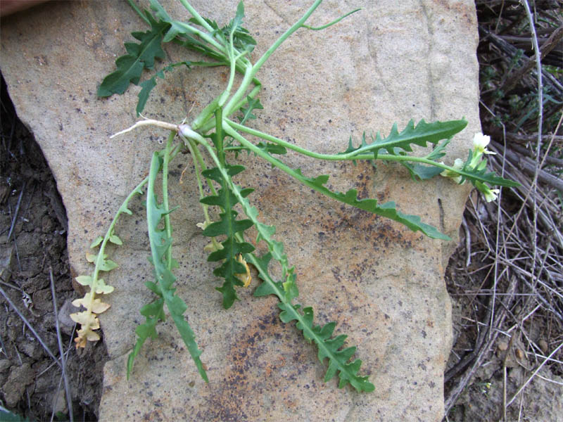 Image of Chorispora iberica specimen.