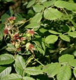 Rosa marginata. Созревающие плоды и листья. Германия, г. Krefeld, Ботанический сад. 25.07.2013.