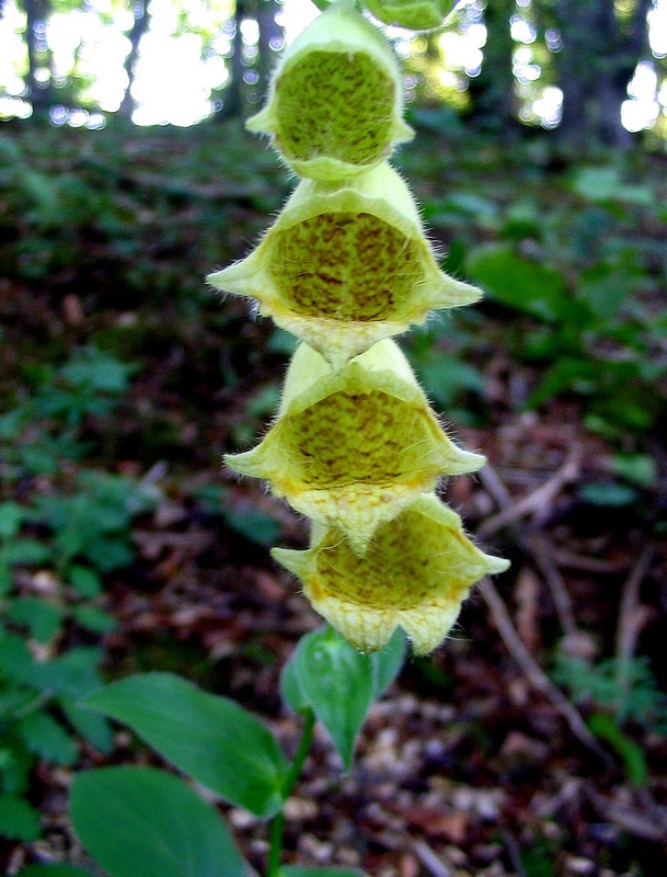 Изображение особи Digitalis grandiflora.