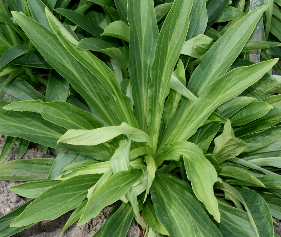 Image of Digitalis lutea specimen.