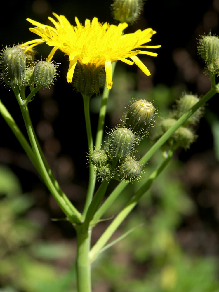 Изображение особи Sonchus arvensis.