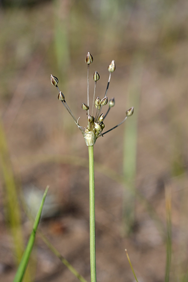 Image of Allium margaritae specimen.