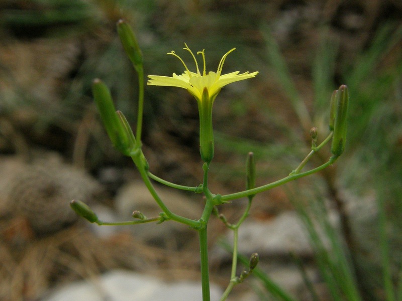 Image of Mycelis muralis specimen.